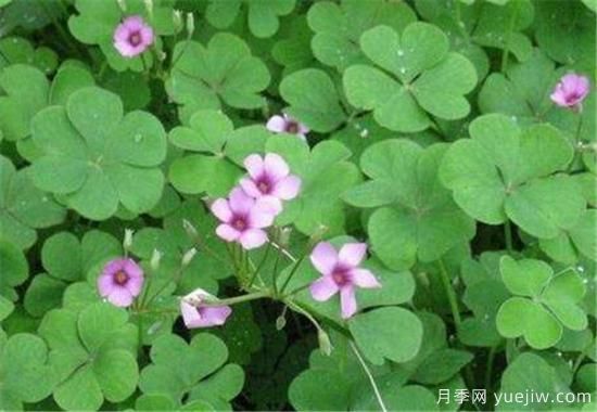 红花酢浆草几月份开花 红花酢浆草的花语和寓意(图3) 红花酢浆草几月份开花 红花酢浆草的花语和寓意(图3)