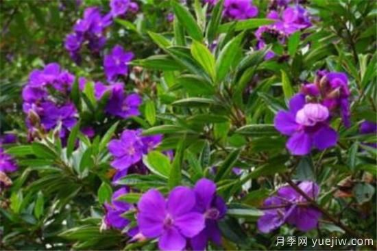 野牡丹是常绿还是落叶的 多花野牡丹的功效与作用(图1) 野牡丹是常绿还是落叶的 多花野牡丹的功效与作用(图1)