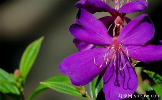 野牡丹是常绿还是落叶的 多花野牡丹的功效与作用(图3) 野牡丹是常绿还是落叶的 多花野牡丹的功效与作用(图3)