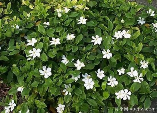 栀子花叶子发黄怎么办 栀子花病虫害防治技巧(图2) 栀子花叶子发黄怎么办 栀子花病虫害防治技巧(图2)