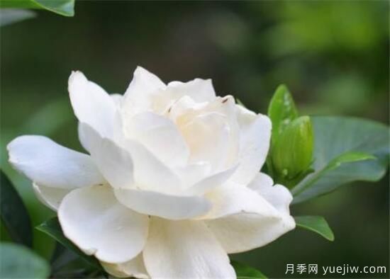 栀子花有什么用途 栀子花的功效与作用(图1) 栀子花有什么用途 栀子花的功效与作用(图1)