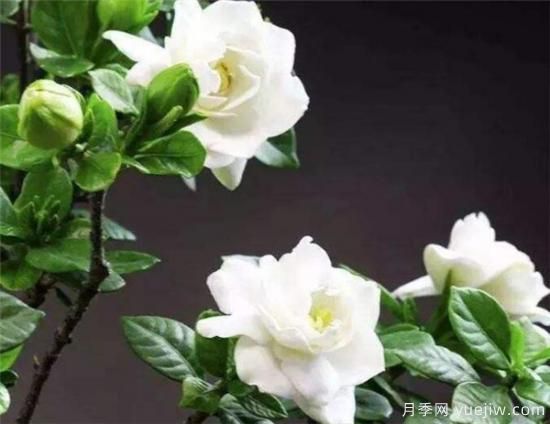 栀子花有什么用途 栀子花的功效与作用(图2) 栀子花有什么用途 栀子花的功效与作用(图2)