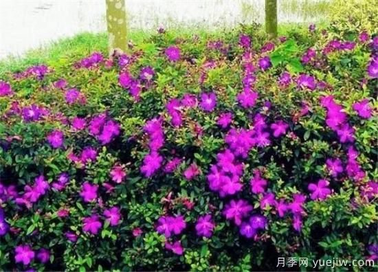 野牡丹是常绿还是落叶的 多花野牡丹的功效与作用(图2) 野牡丹是常绿还是落叶的 多花野牡丹的功效与作用(图2)