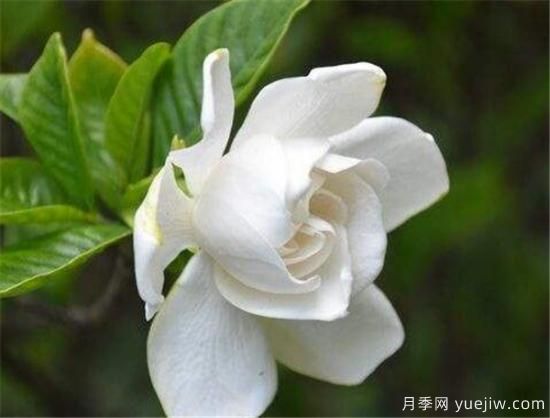栀子花叶子发黄怎么办 栀子花病虫害防治技巧(图3) 栀子花叶子发黄怎么办 栀子花病虫害防治技巧(图3)
