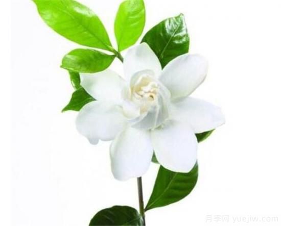 栀子花有什么用途 栀子花的功效与作用(图3) 栀子花有什么用途 栀子花的功效与作用(图3)