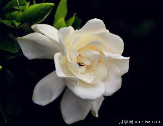 栀子花叶子发黄怎么办 栀子花病虫害防治技巧(图1) 栀子花叶子发黄怎么办 栀子花病虫害防治技巧(图1)