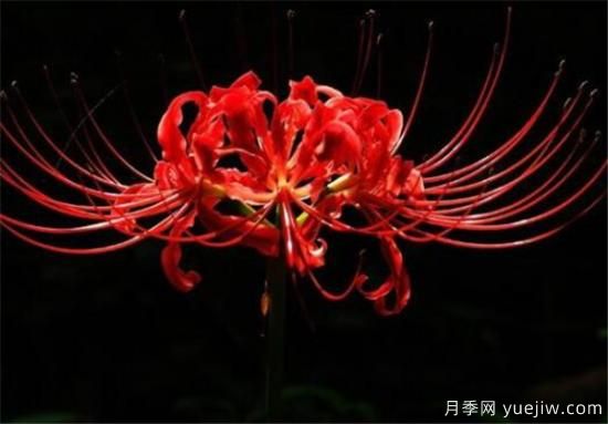 彼岸花几月份开放 彼岸花的花语寓意是什么(图1) 彼岸花几月份开放 彼岸花的花语寓意是什么(图1)