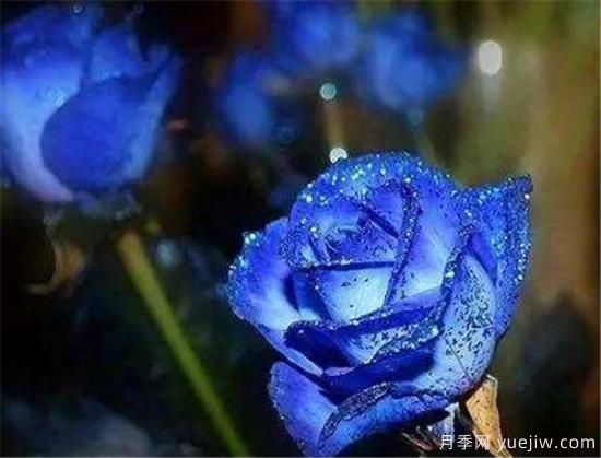 蓝色妖姬的折法 蓝色妖姬适合送给什么人(图1) 蓝色妖姬的折法,蓝色妖姬适合送给什么人(图1)