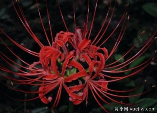 彼岸花几月份开放 彼岸花的花语寓意是什么(图2) 彼岸花几月份开放 彼岸花的花语寓意是什么(图2)