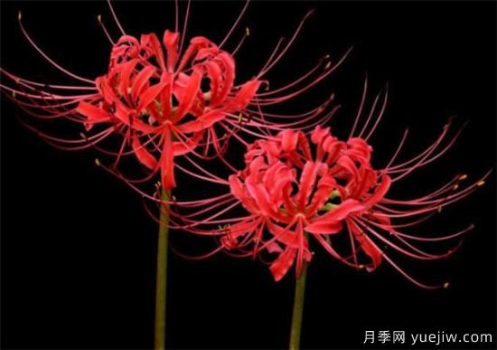 彼岸花几月份开放 彼岸花的花语寓意是什么(图3) 彼岸花几月份开放 彼岸花的花语寓意是什么(图3)