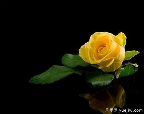 黄玫瑰种植方法 黄玫瑰养殖方法和注意事项(图1) 黄玫瑰种植方法 黄玫瑰养殖方法和注意事项(图1)