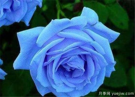 蓝色妖姬价格多少钱一朵 蓝色妖姬代表什么(图3) 蓝色妖姬价格多少钱一朵?有什么寓意?(图1)