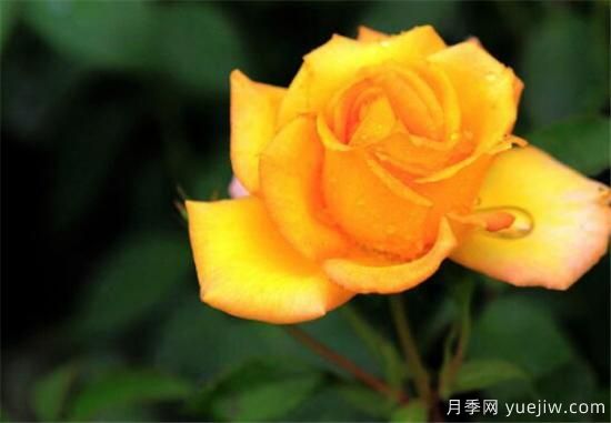 黄玫瑰几月份开花 黄玫瑰的花语寓意是什么(图1) 黄玫瑰几月份开花 黄玫瑰的花语寓意是什么(图1)