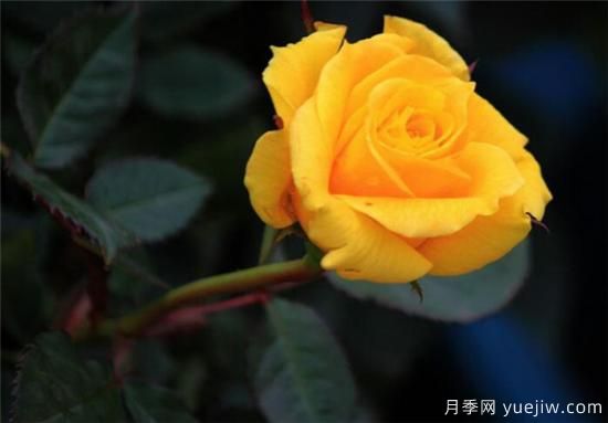 黄玫瑰几月份开花 黄玫瑰的花语寓意是什么(图3) 黄玫瑰几月份开花 黄玫瑰的花语寓意是什么(图3)