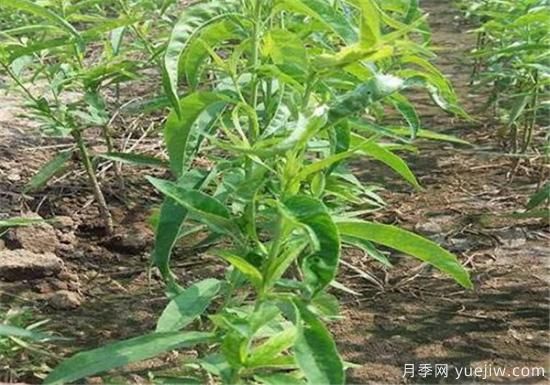 桃树流胶病的症状和危害 桃树流胶病如何防治(图2)