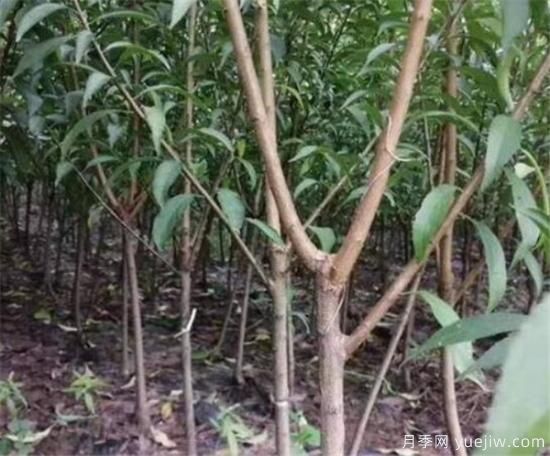 李子树繁殖方法有哪些 李子树种植管理技术(图1) 李子树繁殖方法有哪些 李子树种植管理技术(图1)