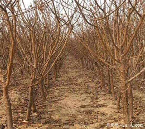 李子树有什么作用 李子功效与价值介绍(图3)