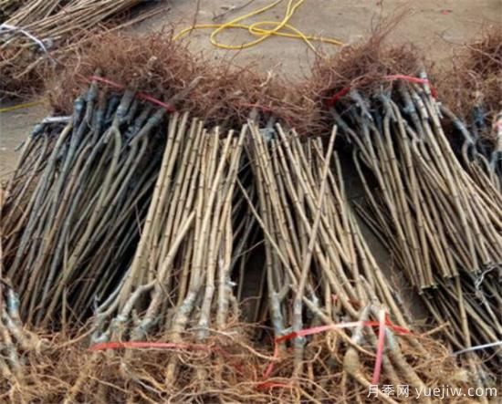 李子树繁殖方法有哪些 李子树种植管理技术(图3) 李子树繁殖方法有哪些 李子树种植管理技术(图3)