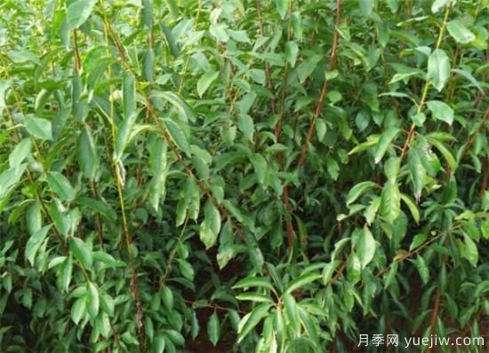 李子树繁殖方法有哪些 李子树种植管理技术(图2) 李子树繁殖方法有哪些 李子树种植管理技术(图2)