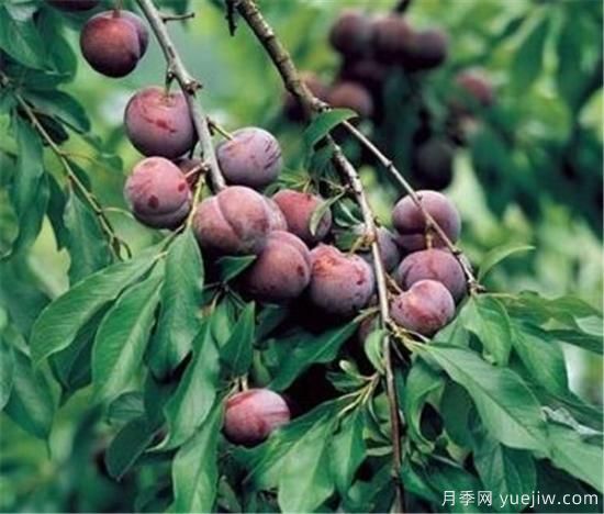 李子树修剪时间几月份合适 李子树修剪方法和要点(图1)