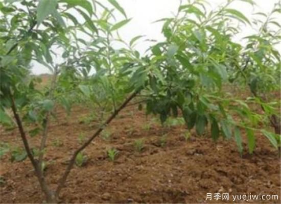 桃树嫁接时间是几月份 桃树嫁接方法有哪些(图1)