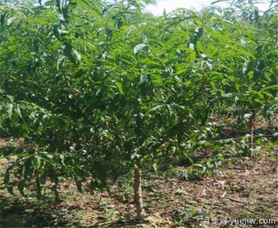 桃树常见的病虫害有哪些 如何防治桃树病虫害(图3)