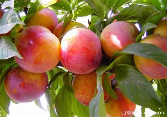 李子树什么时间移栽成活率高 李子树移栽后如何管理(图3)