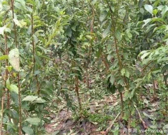 李子树什么时间移栽成活率高 李子树移栽后如何管理(图1)