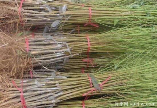 桃树什么时间修剪 冬季夏季桃树修剪需要注意什么(图1)