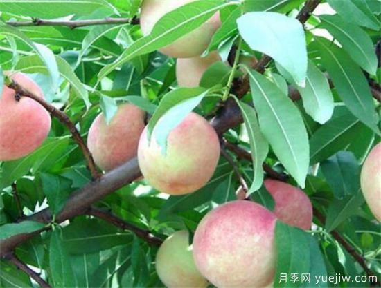 桃树什么时间修剪 冬季夏季桃树修剪需要注意什么(图3)