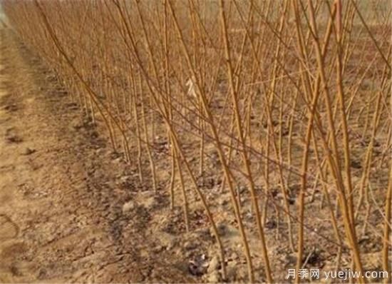 桃树什么时间修剪 冬季夏季桃树修剪需要注意什么(图2)