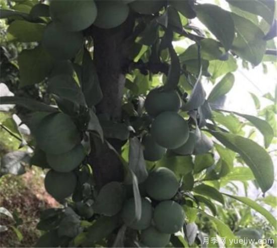 李子树常见的病虫害有哪些 李子树病虫害防治技术(图3) 李子树常见的病虫害有哪些 李子树病虫害防治技术(图3)