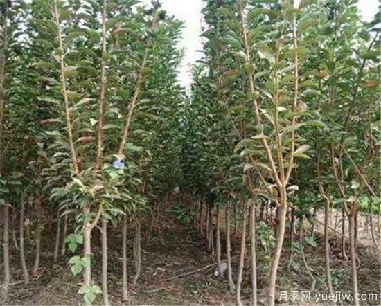 李子树常见的病虫害有哪些 李子树病虫害防治技术(图1) 李子树常见的病虫害有哪些 李子树病虫害防治技术(图1)