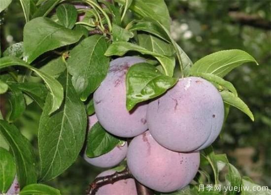 李子树常见的病虫害有哪些 李子树病虫害防治技术(图2) 李子树常见的病虫害有哪些 李子树病虫害防治技术(图2)