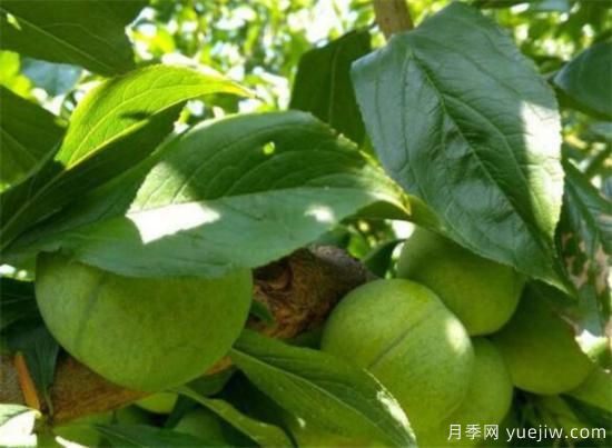 李子树有什么作用 李子功效与价值介绍(图2)