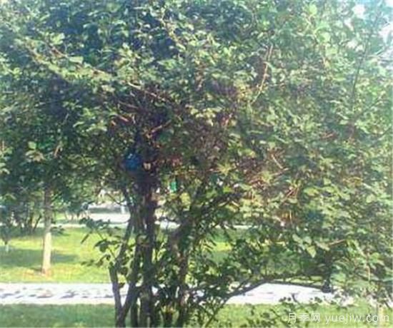 种植连翘前景好不好 连翘种植后收入利润分析(图1) 种植连翘前景好不好 连翘种植后收入利润分析(图1)