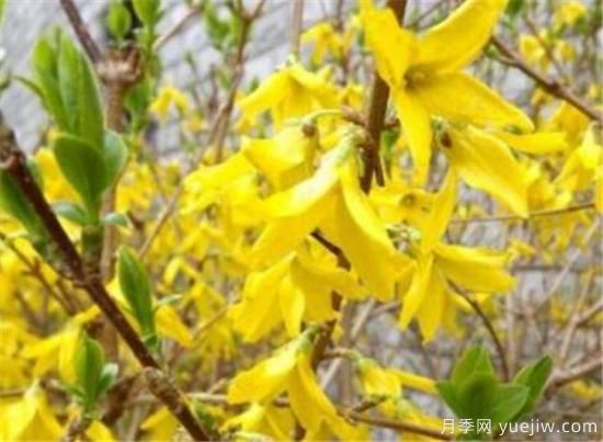 种植连翘前景好不好 连翘种植后收入利润分析(图2) 种植连翘前景好不好 连翘种植后收入利润分析(图2)