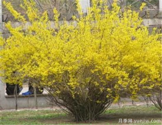 连翘树有什么价值 连翘的功效和作用介绍(图3) 连翘树有什么价值 连翘的功效和作用介绍(图3)