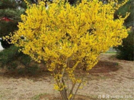 连翘树有什么价值 连翘的功效和作用介绍(图1) 连翘树有什么价值 连翘的功效和作用介绍(图1)