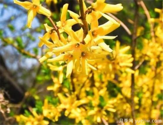 连翘树有什么价值 连翘的功效和作用介绍(图2) 连翘树有什么价值 连翘的功效和作用介绍(图2)