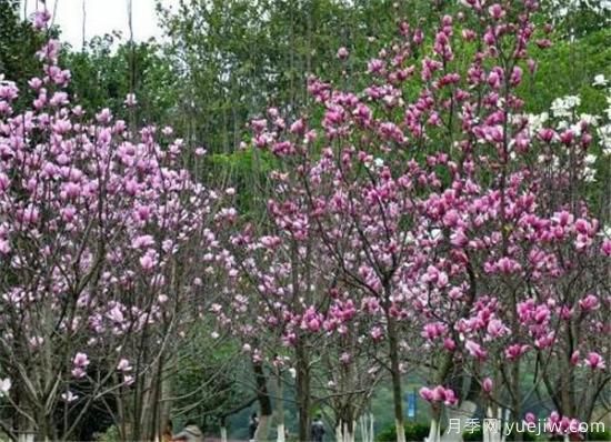 紫玉兰繁殖方法有哪些 紫玉兰的种植和管理技术(图2) 紫玉兰繁殖方法,紫玉兰的种植和管理技术(图1)