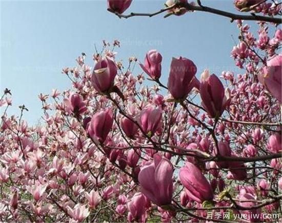 紫玉兰种子多少钱一斤 紫玉兰种子处理和播种方法(图2) 紫玉兰种子多少钱一斤?紫玉兰播种方法(图1)