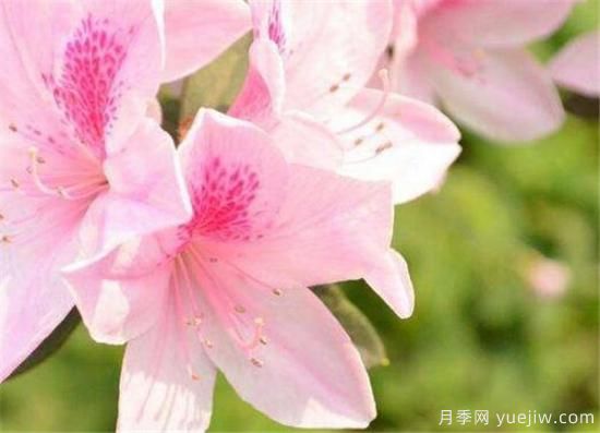 杜鹃花的品种有哪些 简单为大家介绍几种(图3) 杜鹃花的品种有哪些 简单为大家介绍几种(图3)