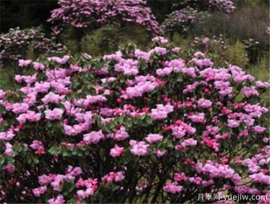杜鹃花的品种有哪些 简单为大家介绍几种(图1) 杜鹃花的品种有哪些 简单为大家介绍几种(图1)