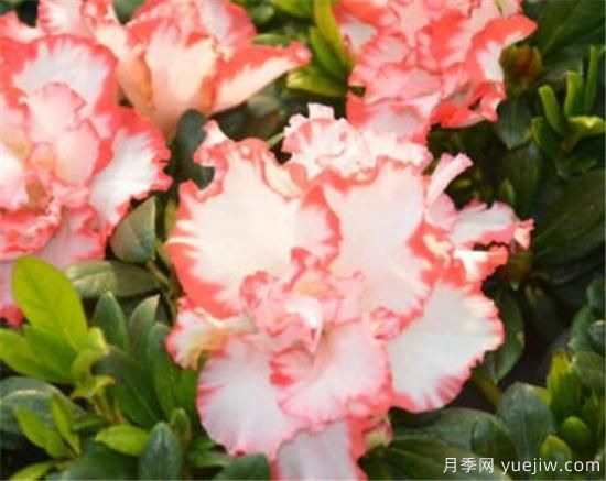 杜鹃花的品种有哪些 简单为大家介绍几种(图2) 杜鹃花的品种有哪些 简单为大家介绍几种(图2)