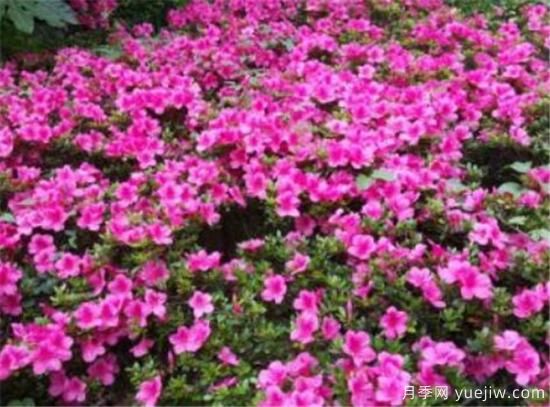 杜鹃花的品种有哪些 简单为大家介绍几种(图4) 杜鹃花的品种有哪些 简单为大家介绍几种(图4)