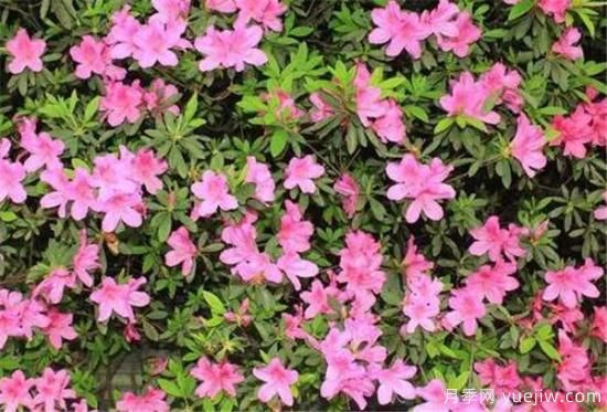 杜鹃花的品种有哪些 简单为大家介绍几种(图5) 杜鹃花的品种有哪些 简单为大家介绍几种(图5)