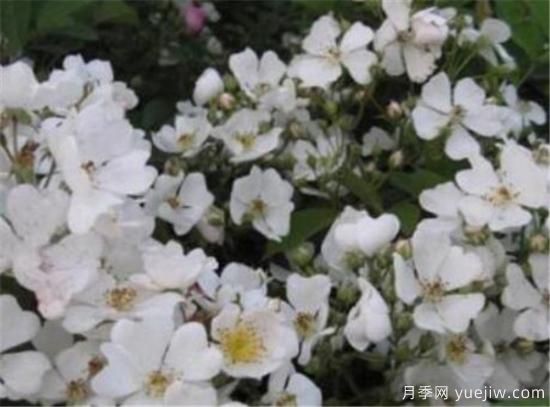 蔷薇花有哪些品种 蔷薇花有哪几种颜色(图4)