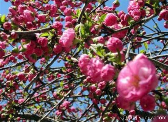 榆叶梅品种有哪些 哪种榆叶梅好看(图4) 榆叶梅品种有哪些 哪种榆叶梅好看(图4)