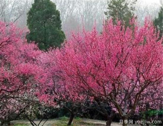 榆叶梅品种有哪些 哪种榆叶梅好看(图3) 榆叶梅品种有哪些 哪种榆叶梅好看(图3)